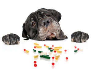 Dog and pills isolated over white.